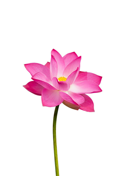 Close up pink lotus flower isolate on white background with clipping path (Nelumbo nucifera) - Photo, Image