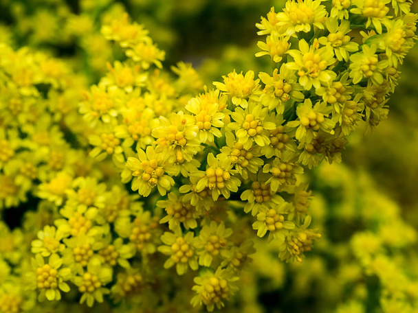 Close up of Solidago canadensis flower. - Photo, Image