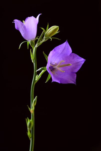 Duas flores violeta sino no fundo preto
 - Foto, Imagem