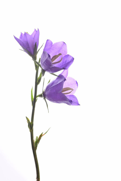 drei helle violette Glockenblumen isoliert auf weißem Hintergrund - Foto, Bild