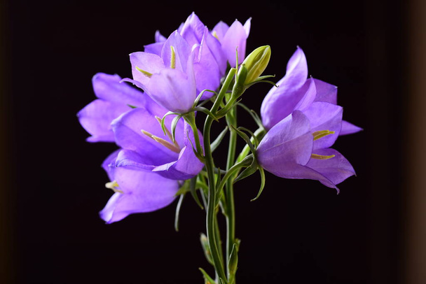 Ripe bright violet bell flowers on black background - Photo, Image