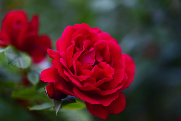 Vista da vicino della rosa rossa su sfondo naturale sfocato
 - Foto, immagini
