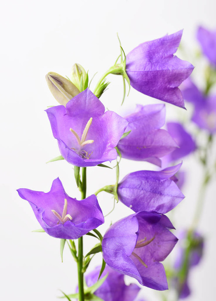 Composição de ramos de flores de sino violeta brilhante isolado no fundo branco
 - Foto, Imagem
