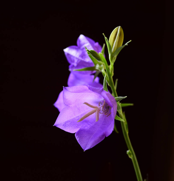 Fechar vista de concurso flores sino maduro no fundo preto
 - Foto, Imagem