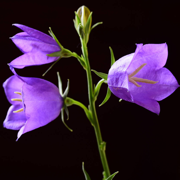Macro tiro de três flores sino no fundo preto
 - Foto, Imagem