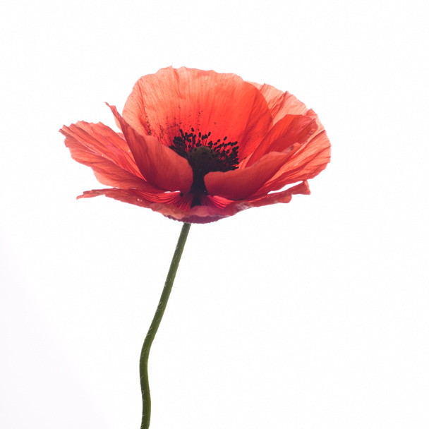 Closeup of ripe red poppy isolated on white background - Photo, Image