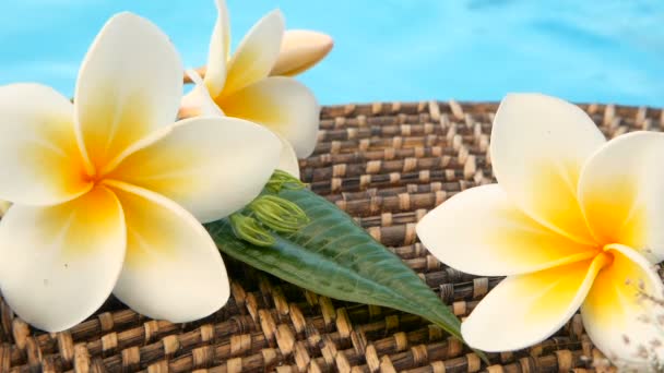 Friss fehér frangipani plumeria trópusi egzotikus virágok kék medence víz felett - Felvétel, videó