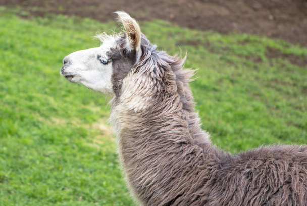 Vista de cerca de la cabeza del Lama gris en el campo verde
 - Foto, imagen