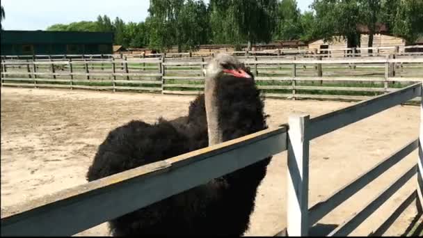 Domesticated wild african ostrich (struthio camelus) is walking in an aviary on a ostrich farm. Wild ostriches on a bird farm. - Footage, Video
