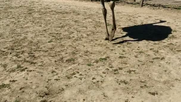 Láb- és árnyék háziasított vadon élő afrikai strucc (struthio camelus), amely a gyaloglás egy madárház, a strucc farm. Vad struccok a madár-farm. - Felvétel, videó