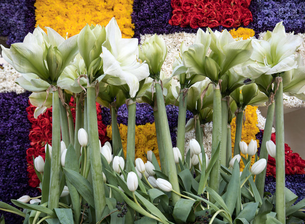 Contexte abstrait. Gros plan sur les tulipes et jacinthes colorées
 - Photo, image