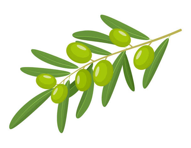 Green Olives Branch - Vector, Image