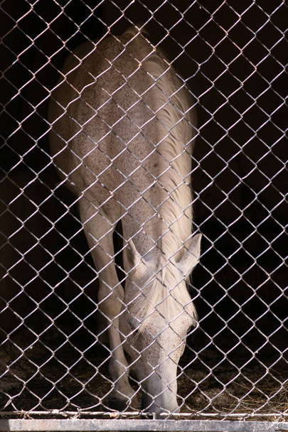 White horse standing in the stable made from metal grid - Foto, afbeelding