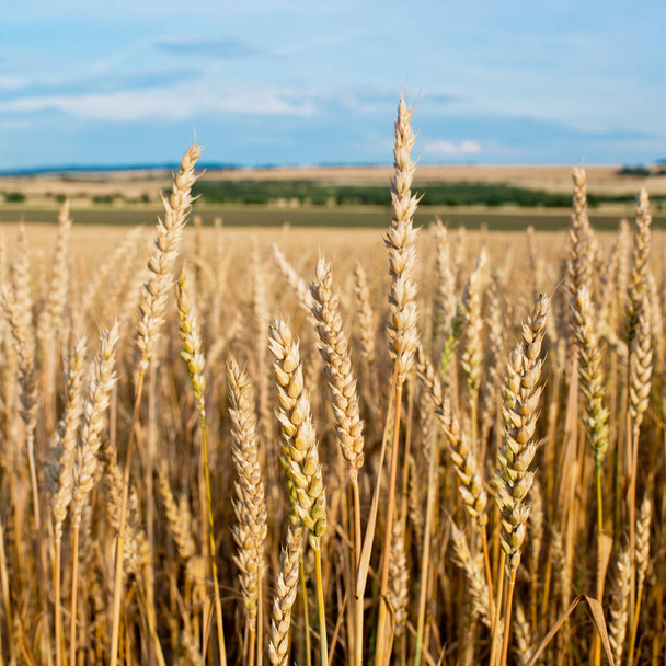 Detail of Wheat Field Before the Harvest. - Photo, Image