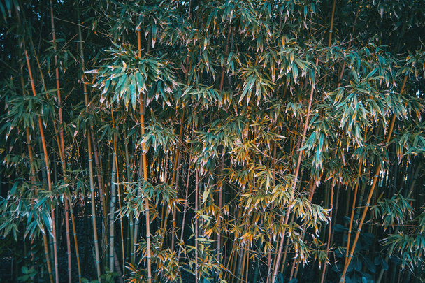 gren plantas de bambu fundo
 - Foto, Imagem