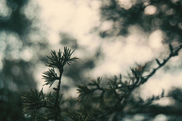 маленькі листя ларікс євроолепи
 - Фото, зображення