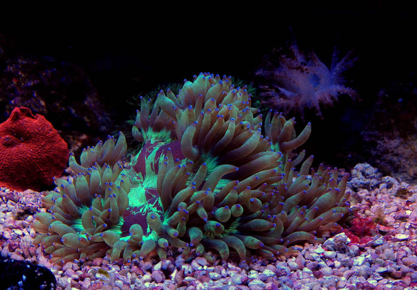 LPS κομψότητα κοράλλι στο ενυδρείο σκοπέλων (Catalaphyllia Jardinei) - Φωτογραφία, εικόνα