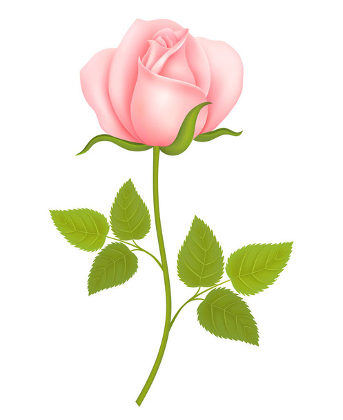 White background with a Pink Rose Flower. Vector - Vector, Image