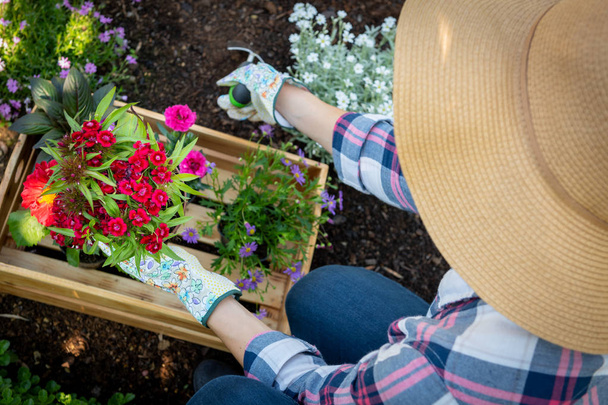 Unrecognizable female gardener planting flowers in her garden. Gardening concept. Overhead view. - 写真・画像