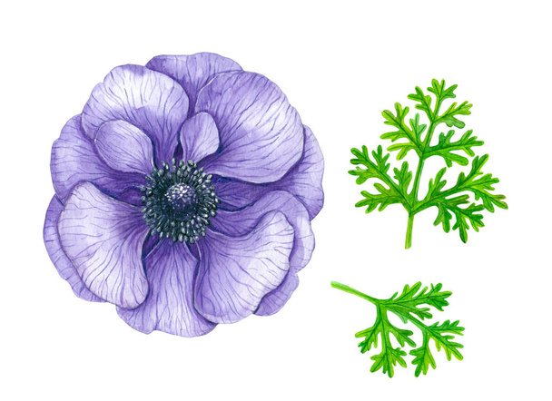 Violet anemone flower painted with watercolors isolated on white background. - Foto, immagini