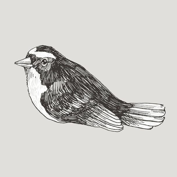 Vector graphic hand drawn bird on retro graphic style. Ink drawing, vintage style. Cute bird for your design. High detailed illustration - Vektor, obrázek
