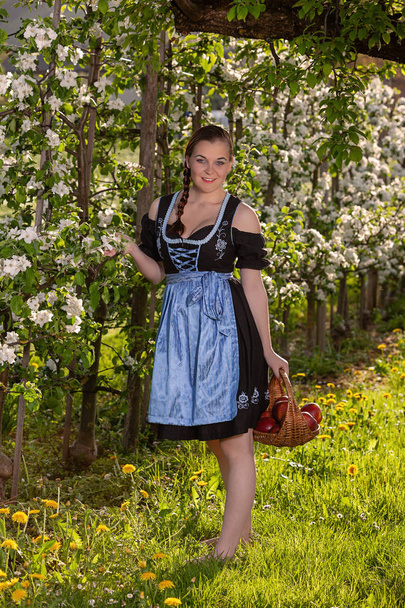 Mujer joven bávara en dirndl de pie junto a un manzano en flor, en cambio una canasta llena de manzanas
 - Foto, imagen