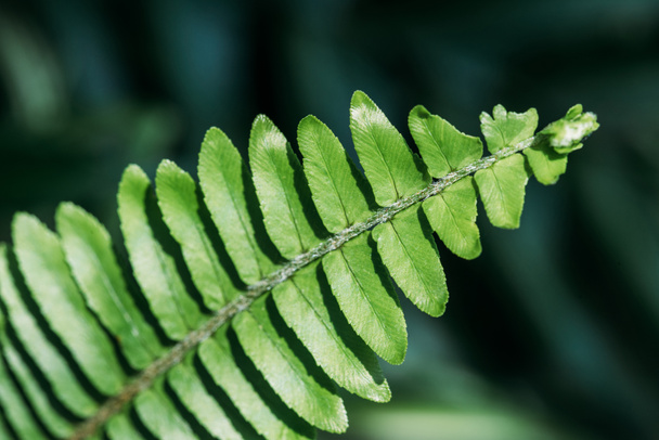 close up background with green fern leaf  - Fotoğraf, Görsel