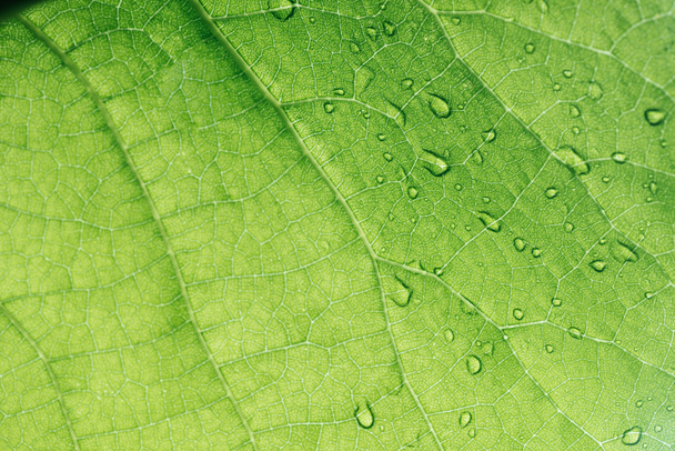 macro textura de hoja verde con gotas de agua
  - Foto, Imagen