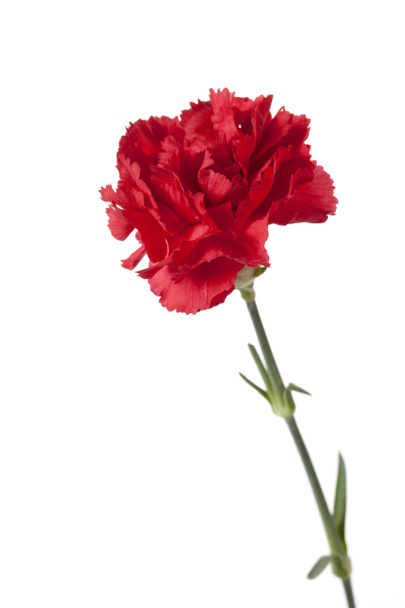 430 rote Nelkenblüten - Foto, Bild