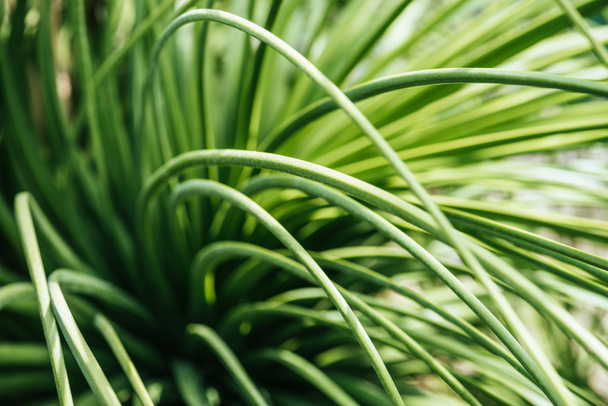 close up view of green grass in sunlight - Foto, Imagen