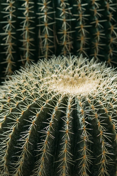 close up background of green cactuses with needles  - Foto, Bild