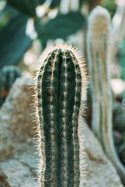 one botanical green cactus with needles - Foto, Imagem