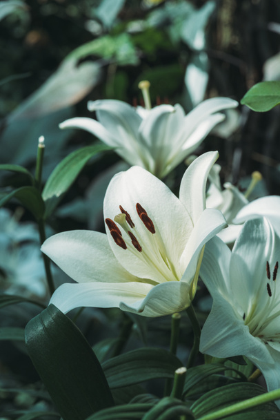 zblízka pohled květiny bílé lilie - Fotografie, Obrázek