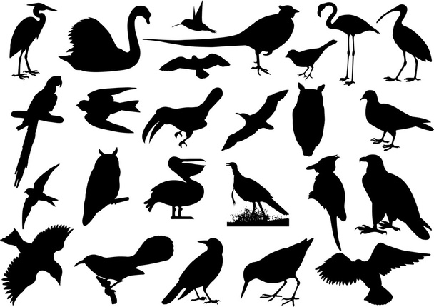 Silhouettes d'oiseaux
 - Vecteur, image