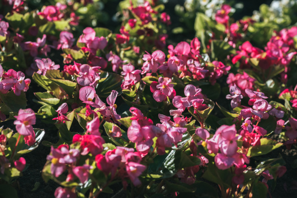 fond floral avec des fleurs roses avec la lumière du soleil
 - Photo, image