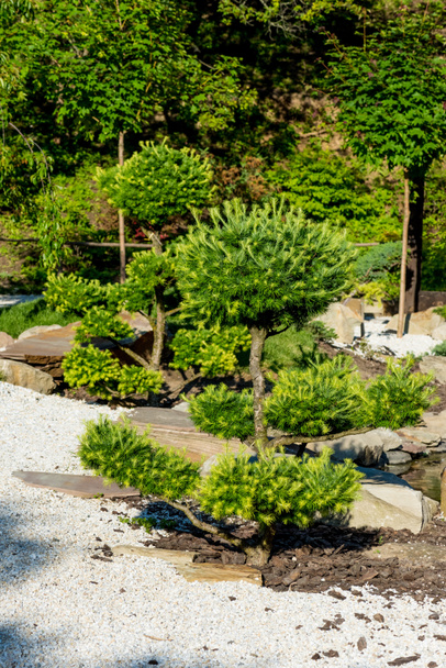 πράσινα κωνοφόρα δέντρα που αυξάνεται στα βράχια το καλοκαίρι - Φωτογραφία, εικόνα