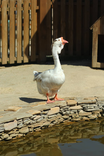 Retrato de pájaro ganso blanco cerca del estanque
 - Foto, Imagen