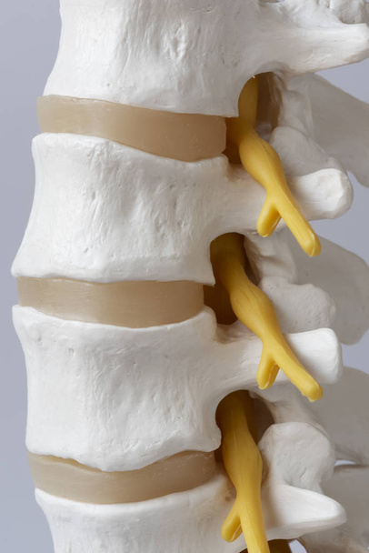 Close-up view of human lumbar spine model on white background - Фото, изображение