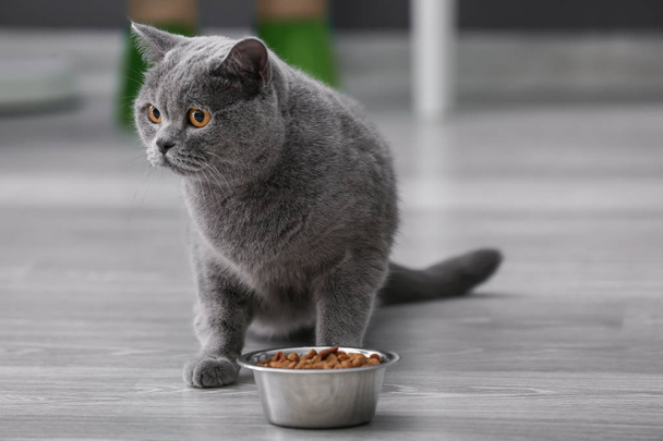 Gato adorável perto de tigela com comida em casa
 - Foto, Imagem