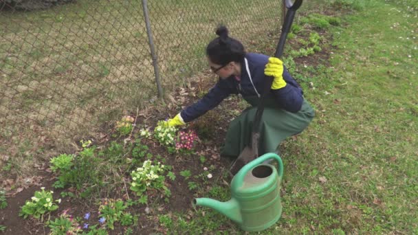 Woman gardener near flowers - Materiał filmowy, wideo