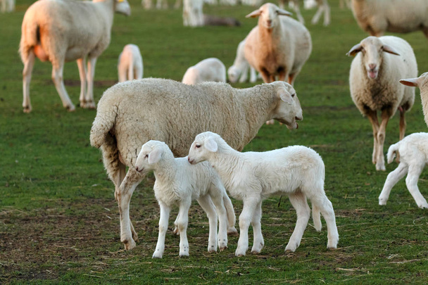  simpatici agnelli e pecore al pascolo sul prato verde
 - Foto, immagini