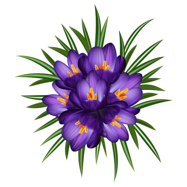 Illustration von lila Krokusblüten und Blättern isoliert - Vektor, Bild