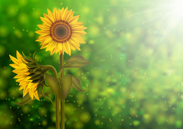 Ilustracja słoneczników i lato na tle bokeh - Wektor, obraz