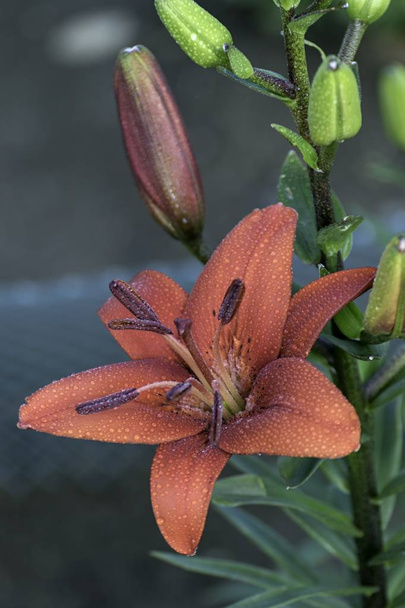 red blooming lily in the garden - Photo, Image