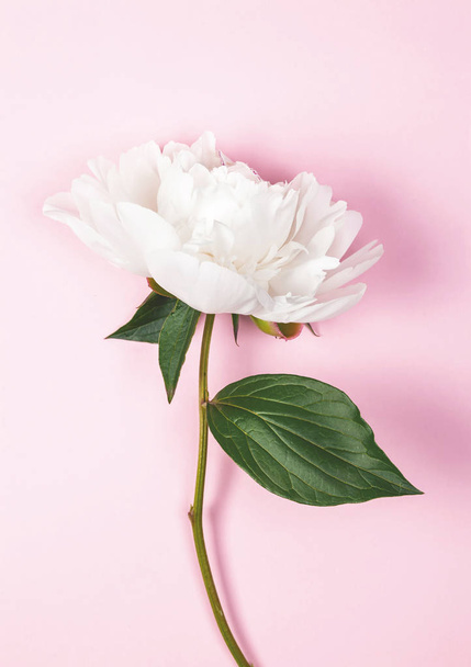 Bílá Pivoňka květ na růžovém pozadí. Pohled shora. Rozložení bytu. - Fotografie, Obrázek
