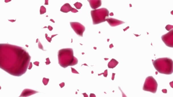 Spadające płatki róż z na białym tle - Materiał filmowy, wideo