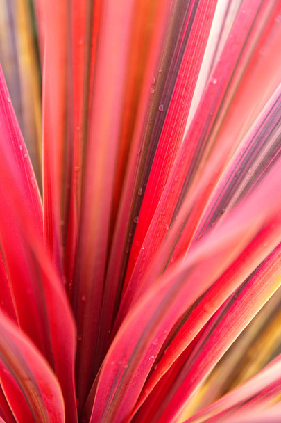 pink long flower leaves of the cactus family. floral abstract background - Φωτογραφία, εικόνα
