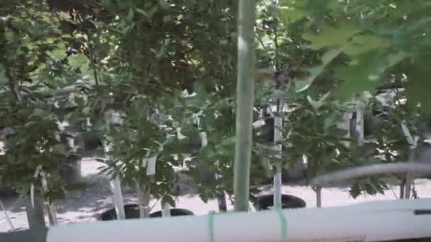 Plants in green house at garden center. - Footage, Video