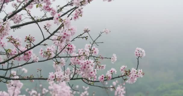 Κεράσι ανθίσει ή Sakura στον άνεμο - Πλάνα, βίντεο