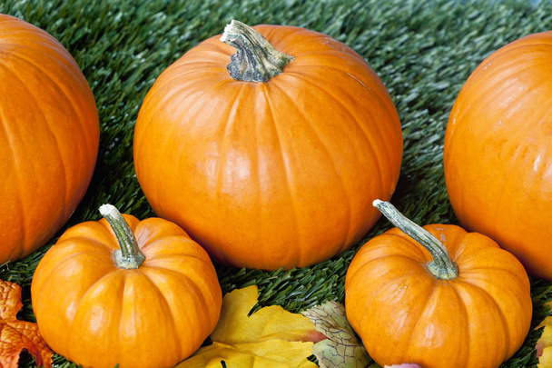 480 cropped view of halloween pumpkins - Photo, Image